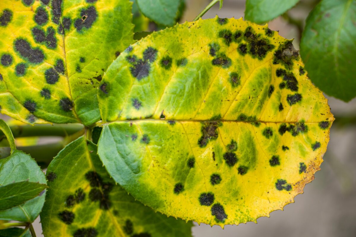 Black spot is a fungus that causes black spots up to 3/4-inch in diameter on rose leaves and sometimes on the stems. (mrs.Mazorchuk/Shutterstock)