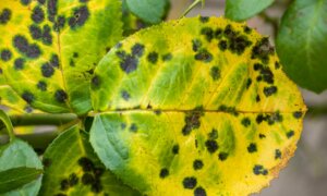Black Spot Disease on Roses