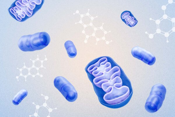 Urolithin A: A Compound That May Help Rejuvenate Aging Mitochondria