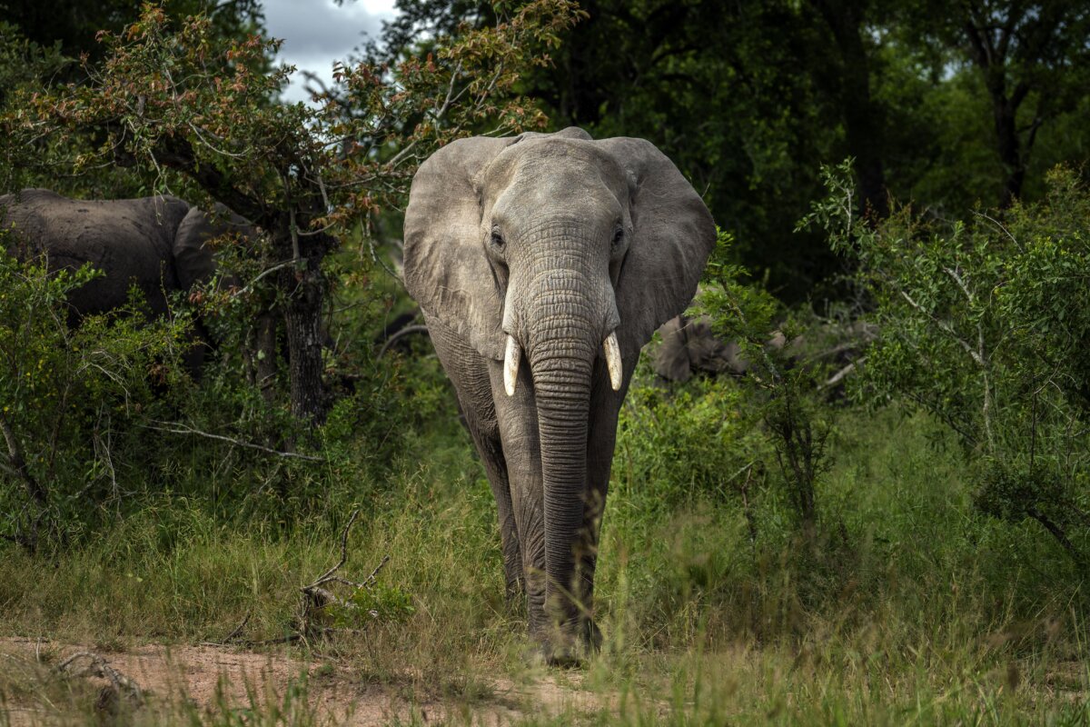 A Savanna elephant is photographed in Kruger National Park, South Africa, in this March 4, 2020 file photo. (AP Photo/Jerome Delay, File)