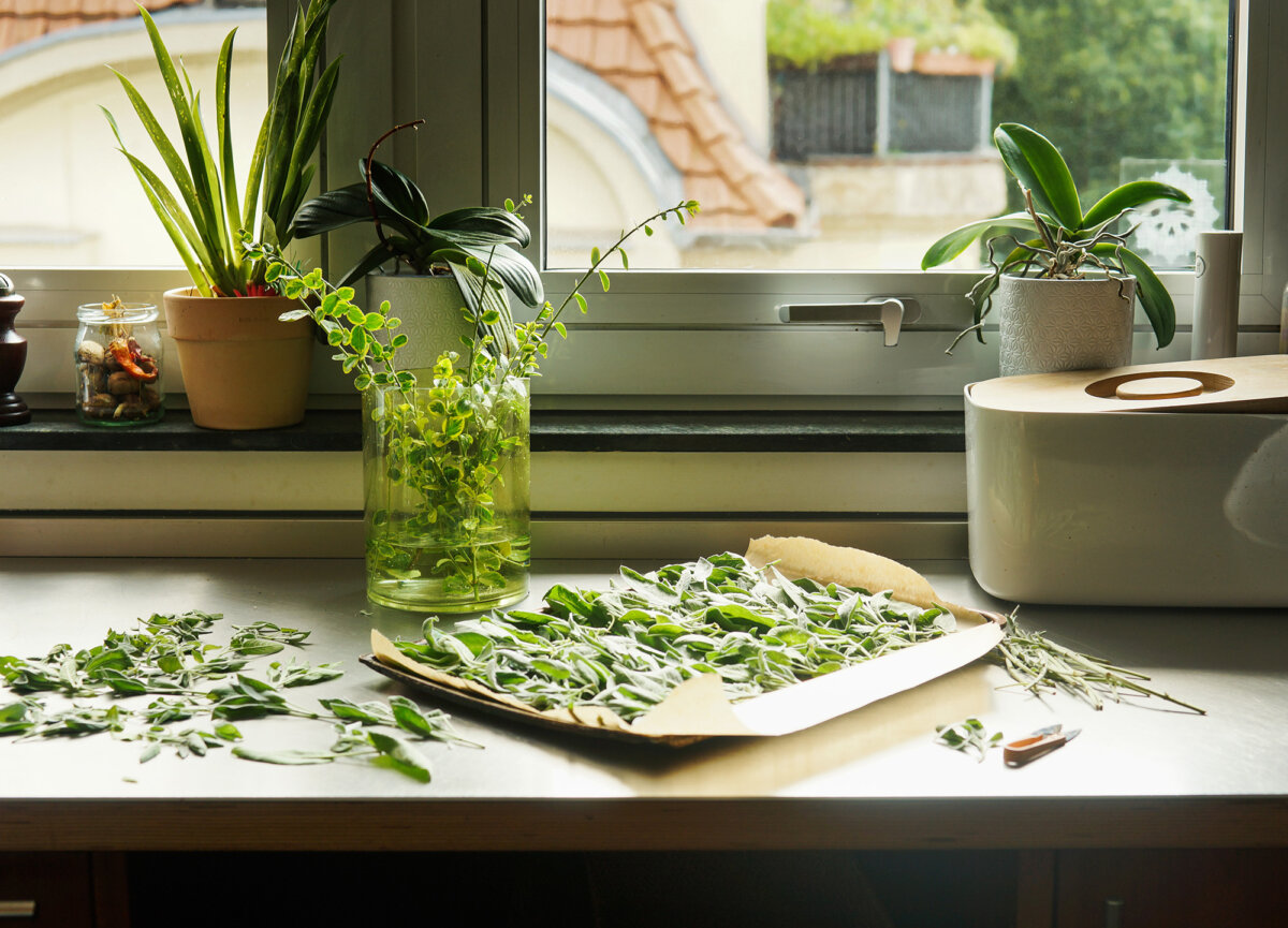 Sage is a heat-tolerant herb that thrives in well-drained soils and little watering. Harvesting it frequently encourages health new growth.
(VICUSCHKA/Getty Images)