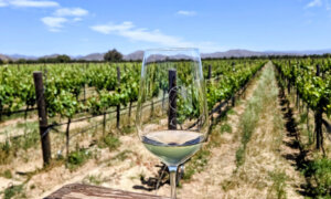 Days of Wine and Raptors at Mexico’s El Cielo Resort and Winery