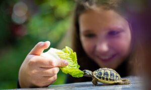 Pet Turtles Carry Salmonella