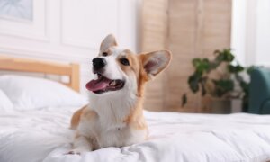 Luxury Hotels Have a New VIP Guest: Your Dog