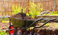 Easy Way to Build a Beautiful Summer Flower Garden