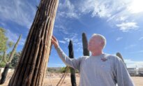 Meet Adam Vickers, Arizona’s ‘Cactus Doctor’