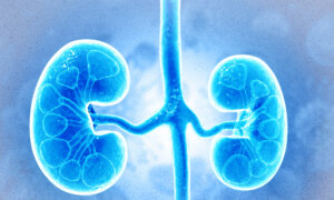 5 New Discoveries About Kidneys Are Changing How Scientists Think
