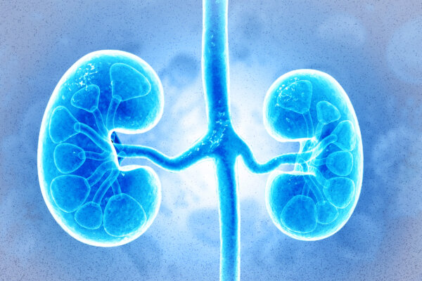 New Kidney Discoveries Are Changing Scientific Thinking