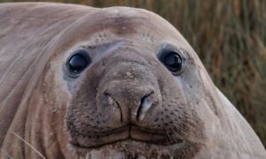Photographer’s Dream Encounter With 1-tonne Internet Celebrity ‘Neil the Seal’