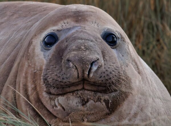 Photographer’s Dream Encounter With 1-tonne Internet Celebrity ‘Neil the Seal’