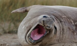 ‘Neil the Seal’ Returns to the Deep Blue Sea, Scientist Says He’ll Likely Return