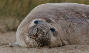 Photographer’s Dream Encounter with Neil the Seal