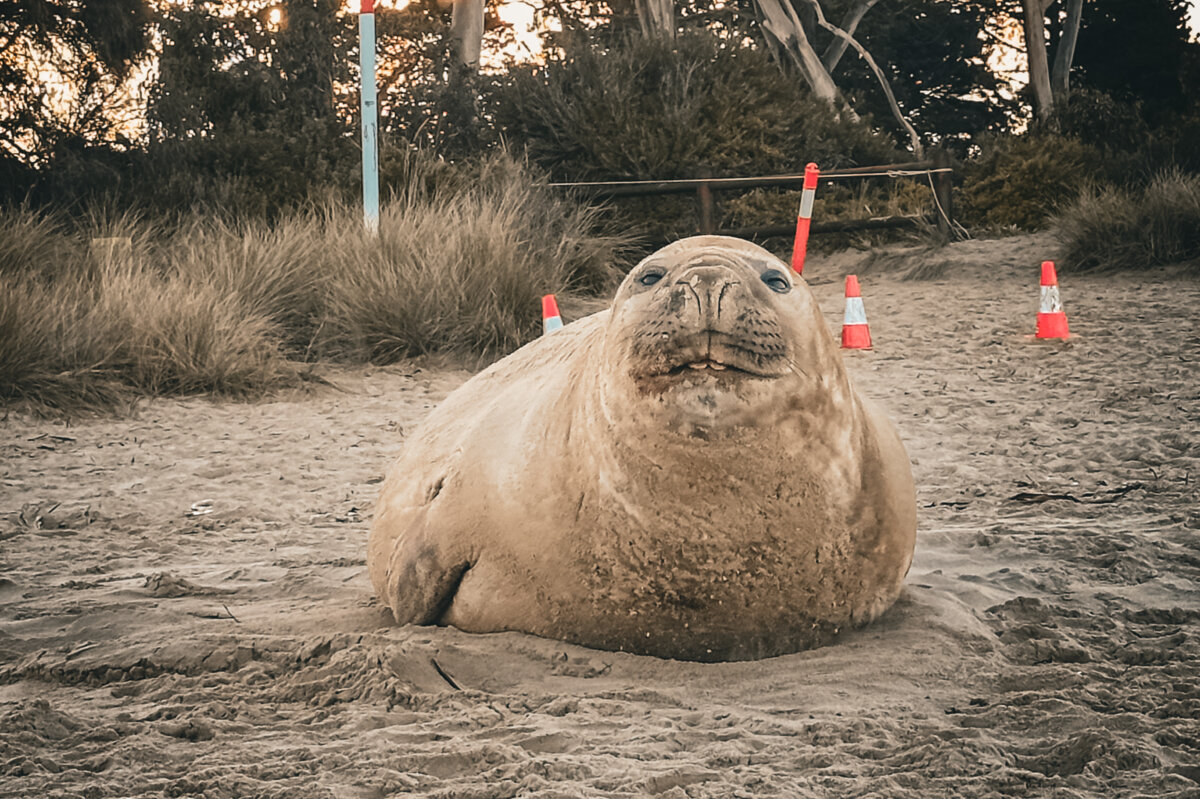 Neil the seal rests up on the beach in Tasmania. (Courtesy of Prisca Roselyn Kwa)