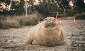 The World Has Fallen for ‘Neil the Seal’—Now 50,000 Have Signed a Petition to Protect Him