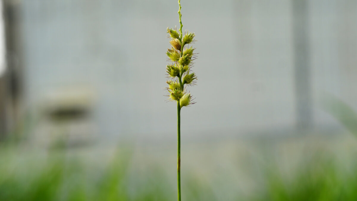 Sandburs are awful. They are the seeds of a type of annual grass. That means that you could use a pre-emergent to stop them from sprouting new plants in the spring. (Bahra Skye Studio/Shutterstock)
