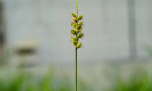 How to Get Rid of Sandbur in Your Garden