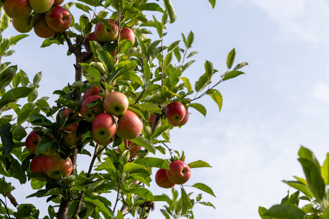 Notes From Owl Hill: Wrapping Up the Summer Garden Saga