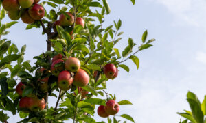Notes From Owl Hill: Wrapping Up the Summer Garden Saga