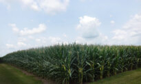 Farm Subsidies Turned the Corn Belt Into a Food Desert