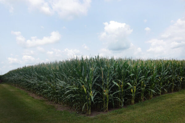 Fields Full of Corn—But Where's the Food?