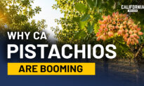 A Farming Takeover Happened in California; Most Residents Never Noticed | Tom Coleman & Stephen Vasquez