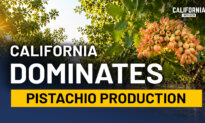 A Farming Takeover Happened in California. Most Residents Never Noticed | Tom Coleman