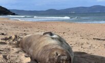 From Traffic Cones to Canvas: ‘Neil’ the Seal’s Latest Claim to Fame