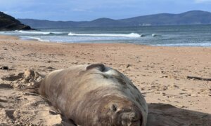 From Traffic Cones to Canvas: ‘Neil’ the Seal’s Latest Claim to Fame