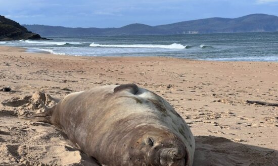 From Traffic Cones to Canvas: ‘Neil’ the Seal’s Latest Claim to Fame