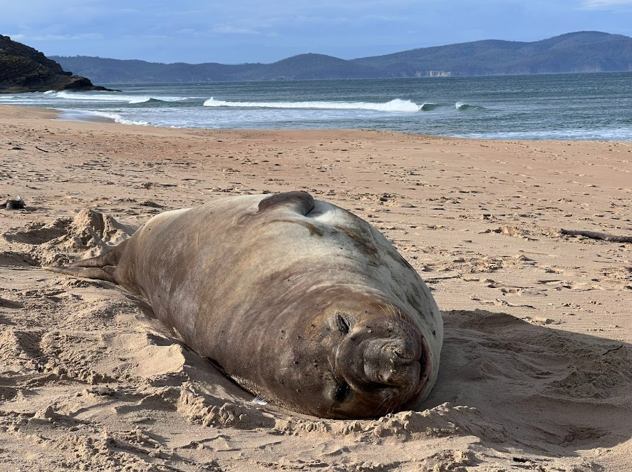 Neil the seal rests on a Tasmanian beach. (Courtesy of Department of Natural Resources and Environment Tasmania)