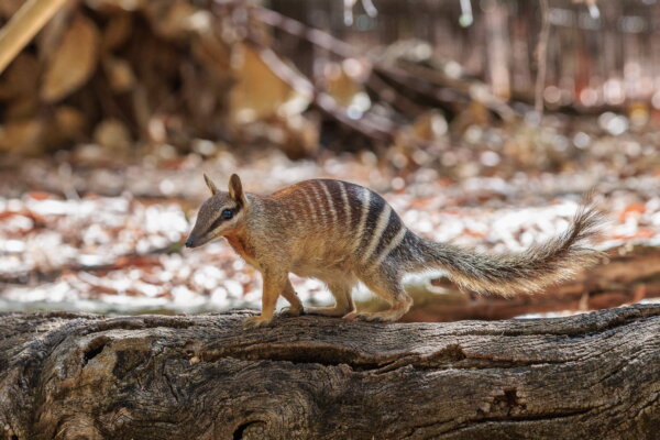 The Australian Numbat No Longer Officially Endangered
