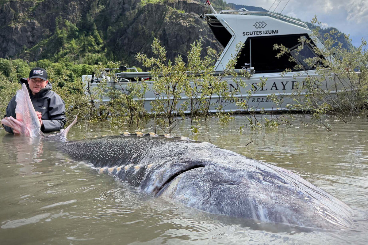 Owner of Sturgeon Slayers Kevin Estrada poses with his tour company's record-setting sturgeon catch in the Fraser River on June 4, 2026. (Courtesy of Sturgeon Slayers)