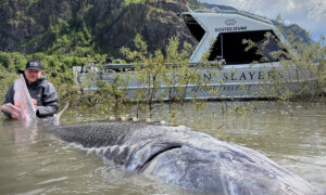 ‘Historic Moment’: Fraser River Anglers Reel in Record-Breaking Sturgeon Nearly 12 Feet Long
