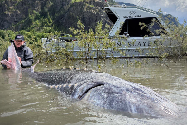 ‘Historic Moment’: Fraser River Anglers Reel in Record-Breaking Sturgeon Nearly 12 Feet Long