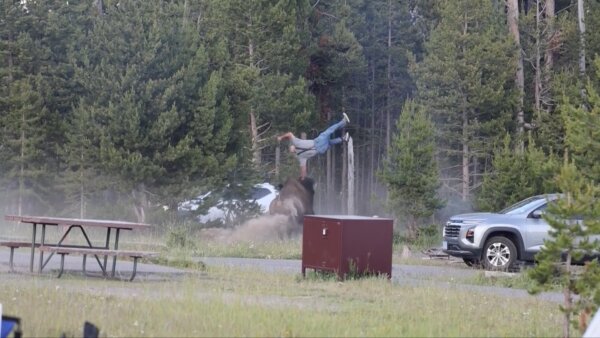 Huge Bison Flips Grandfather 8 Feet Into the Air in Shocking Yellowstone Attack