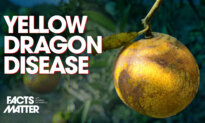 The Imported Asian Disease That Wiped Out 95 Percent of Florida’s Orange Industry in One Generation