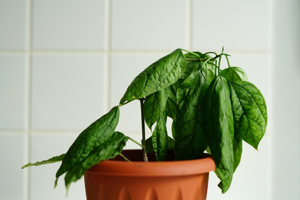 A plant's leaves evaporate water to help cool the leaf and to move water and nutrients throughout the plant. If the water is leaving the plant faster than it can be resupplied, the plant will wilt. (Irma Kakhidze/Shutterstock)