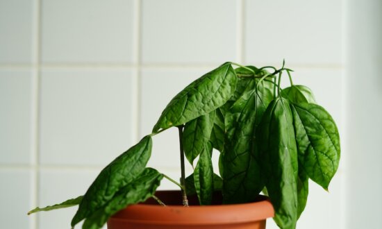 Free Pond Liner and Wilting Plants