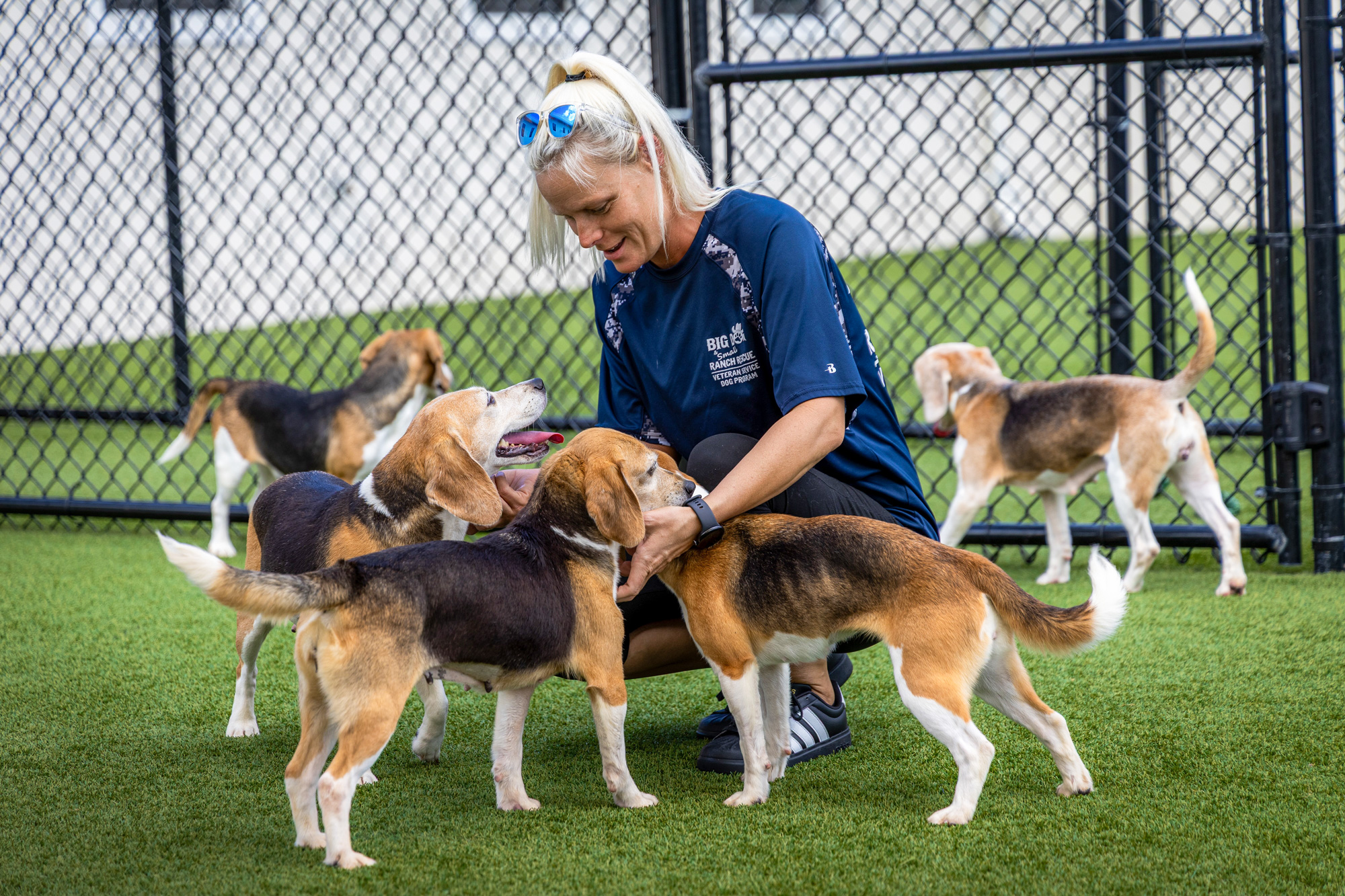 id6060672-Big-Dog-Ranch-Rescue-Beagles-5-copy-ed