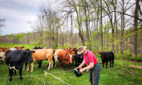 The False Choice Facing American Agriculture