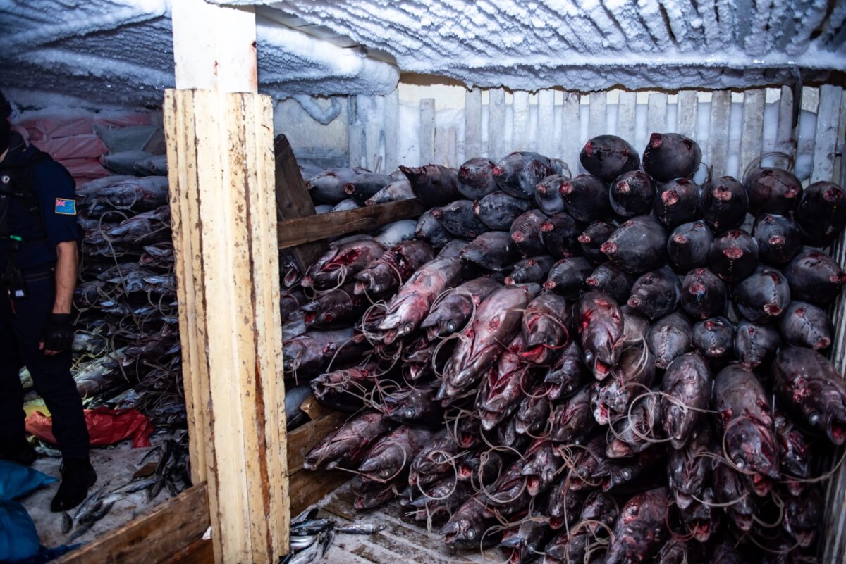 In a supplied image, fish found on board Chinese longlining vessel, the Lu Rong Yuan Yu 138, at the time it was detained for alleged illegal fishing in NA, Tuvalu on July 9, 2026 (PR Image/Supplied by Sea Shepherd)