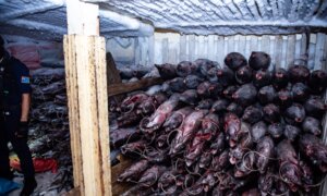 ‘Going Dark’: The High-Tech Tricks Behind Illegal Chinese Fishing in the Pacific