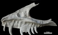 Remains of Dinosaur Skull Found in BC Campground Belonged to T. Rex ‘Great-Uncle’