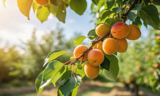 What Is the Value of an Orchard?