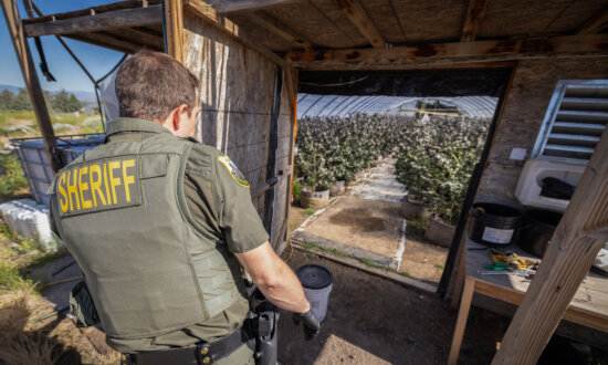 In Photos: Officers Find One of Many Pesticide-Riddled Marijuana Grow Operations in California