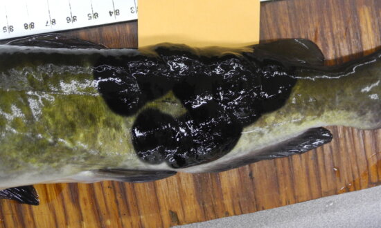 Canadian and US Fish Found With Rare Contagious Skin Cancer