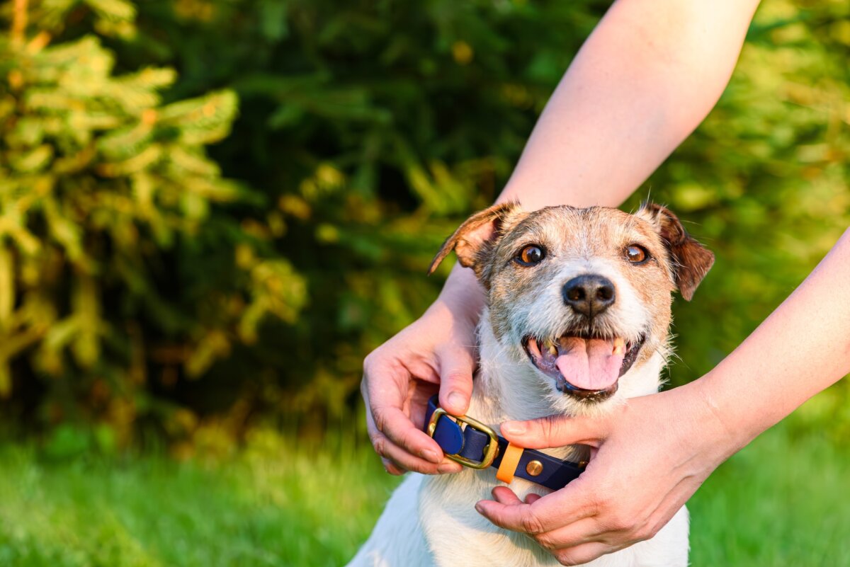 If you get separated from your animals, a collar or harness with appropriate ID tags can help reunite you and prevent a gloomy situation. (alexei_tm/Shutterstock)