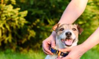 Your Pets Need an Emergency Plan Too