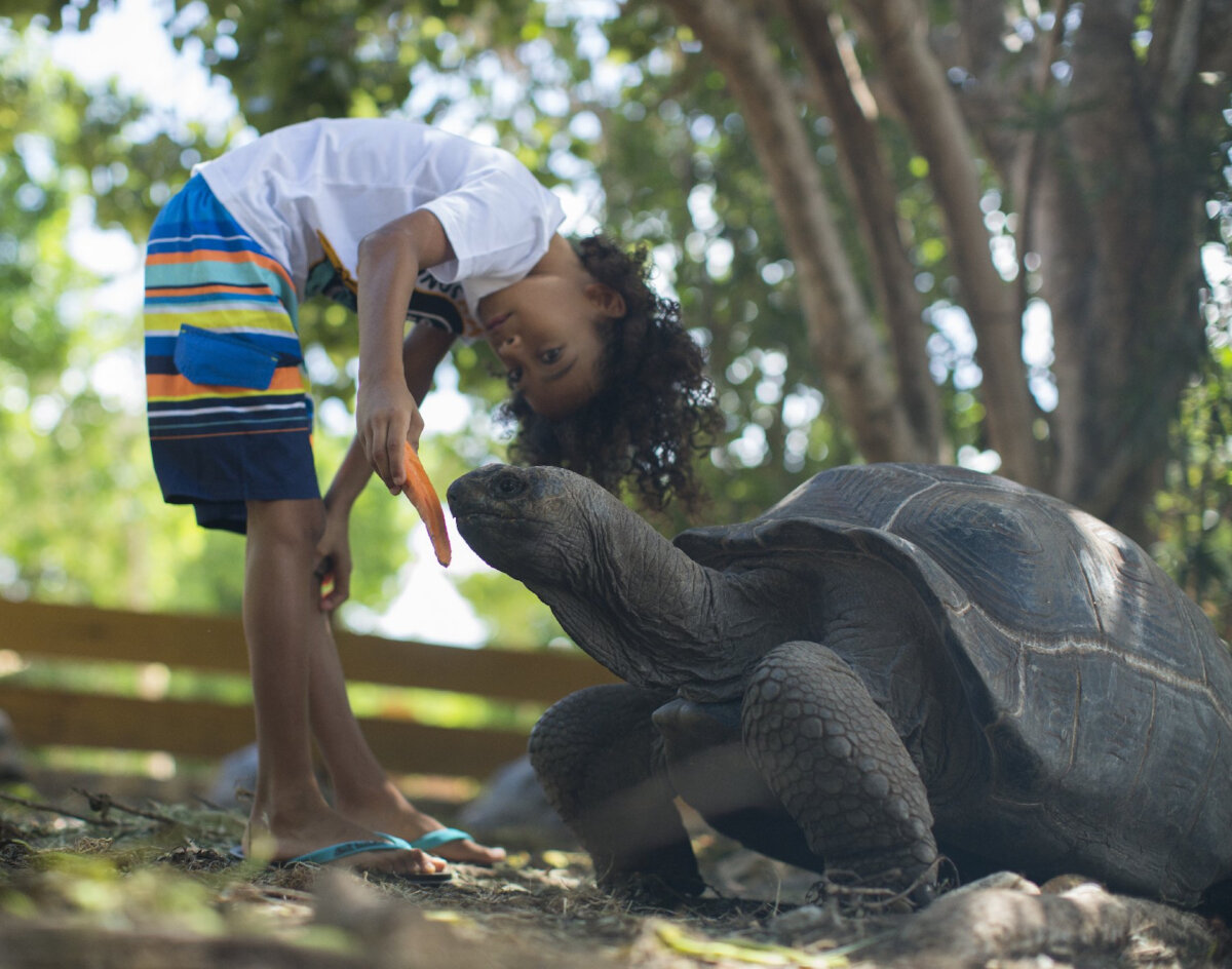 A child feeds a carrot to an Aldabra tortoise at Laviscount Island in Antigua. (Photo courtesy of Stingray City)