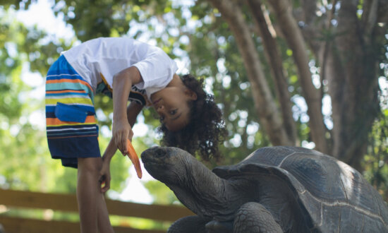 Three Generations Adore Antigua